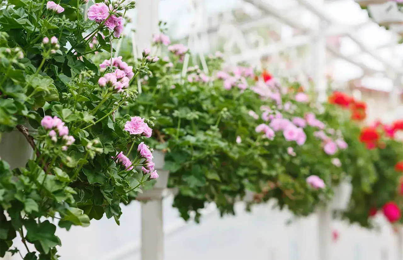 Różowa pelargonia kaskadowa kwitnie obficie, tworząc zielono-kwiatową kaskadę.