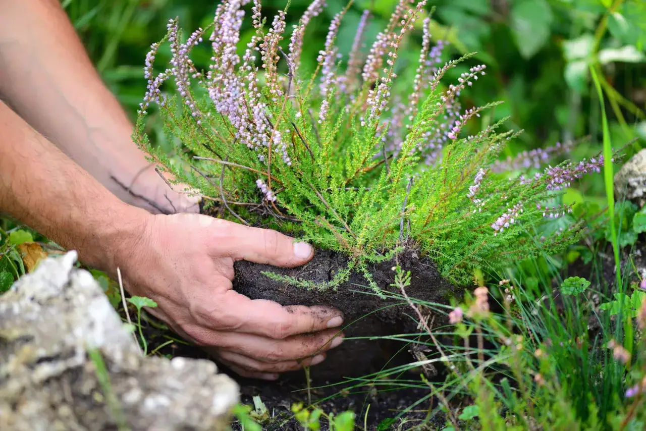 Mains plantant une bruyère dans de la terre de bruyère ou du terreau.