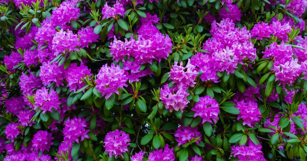 Bujne rododendrony w ogrodzie