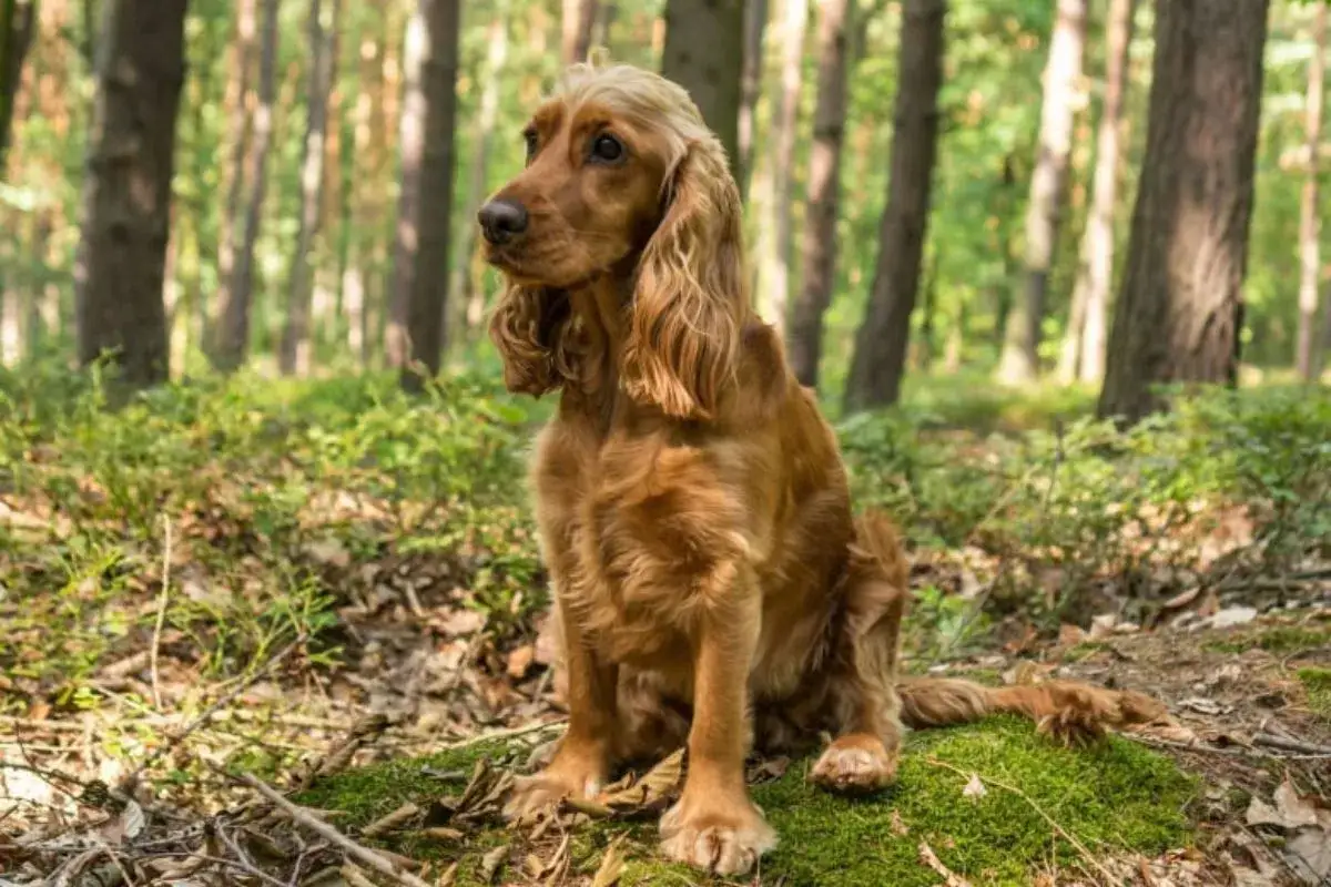 Un chien longue oreille, un cocker roux, est assis dans une forêt verdoyante, observant attentivement.