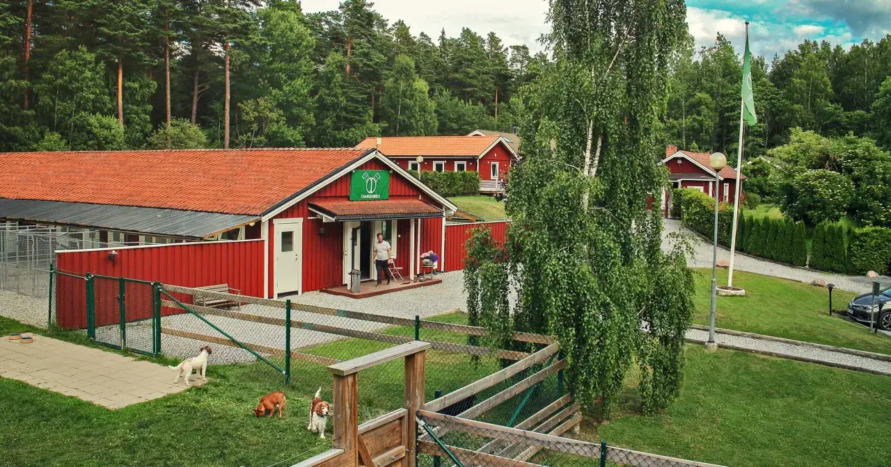 Hundpensionat med röda byggnader och gröna flaggor. Hundar leker på gräsmattan. Undrar du vad kostar hundpensionat?
