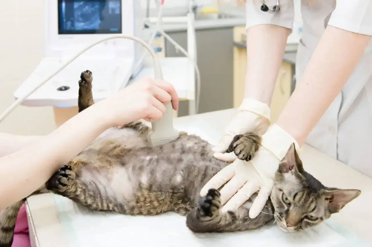 Tier&auml;rztin untersucht Katze mit Ultraschall. M&ouml;gliche katze schwanger anzeichen werden &uuml;berpr&uuml;ft.