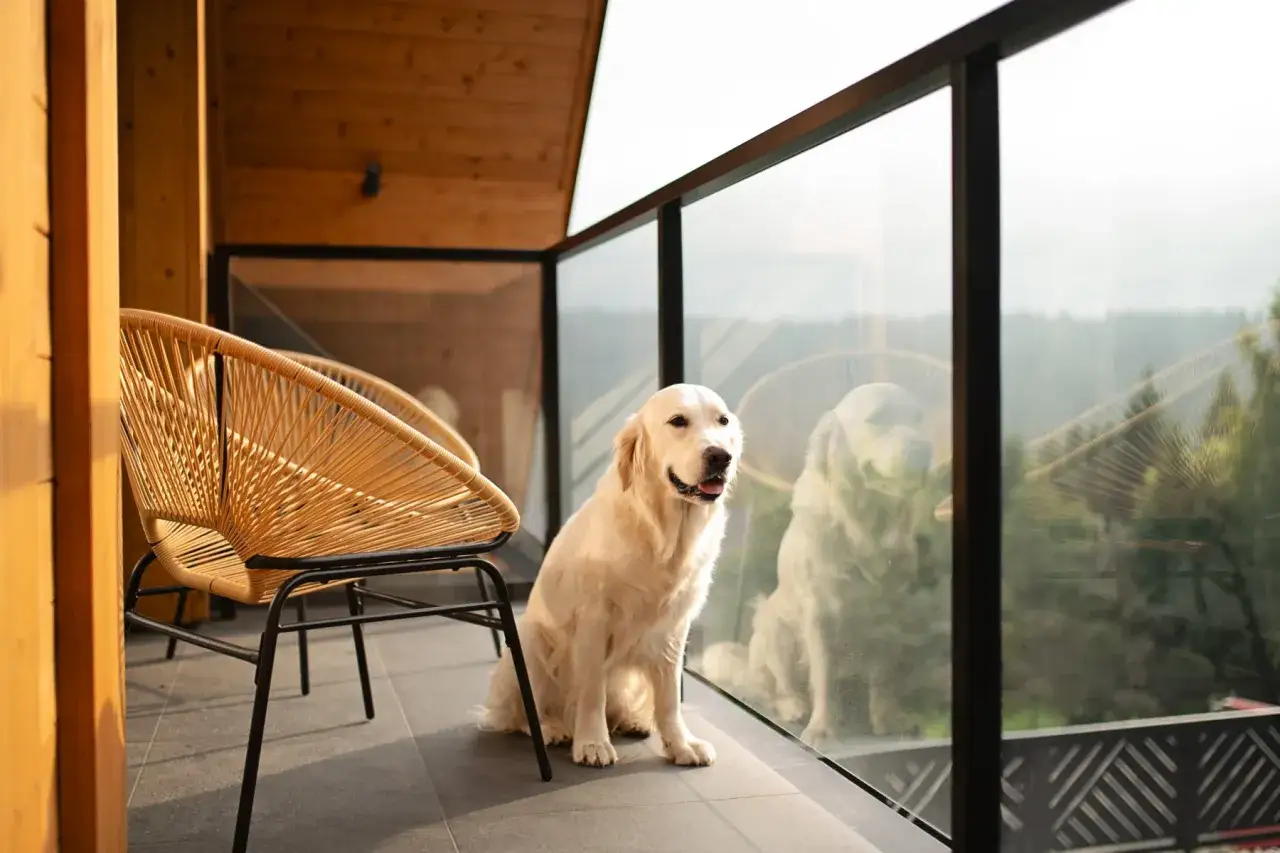 Złoty retriever siedzi na balkonie z widokiem na las. To idealne miejsce, dog friendly, dla czworonogów.