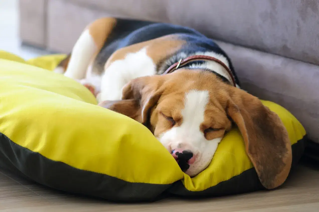 Śpiący beagle, 8 tygodniowy szczeniak, odpoczywa na ż&oacute;łtej poduszce. Tyle snu potrzebuje maluch!
