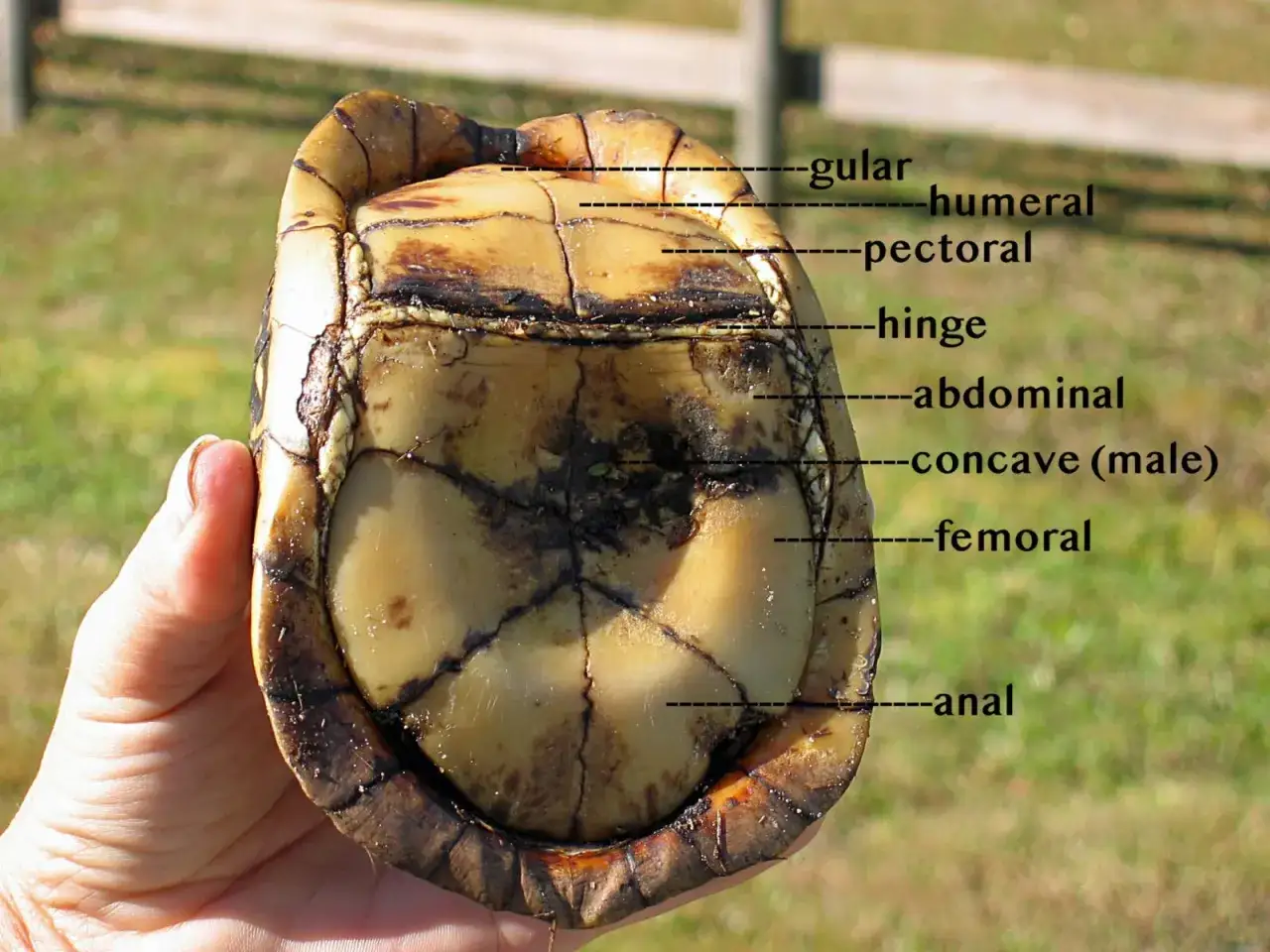 Spód karapaksu żółwia z zaznaczonymi częściami: gular, humeral, pectoral, hinge, abdominal, concave (male), femoral, anal.