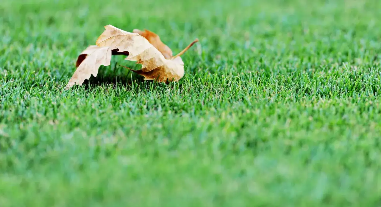 Fallen leaves on green grass, a sign of fall and the need for lawn maintenance.