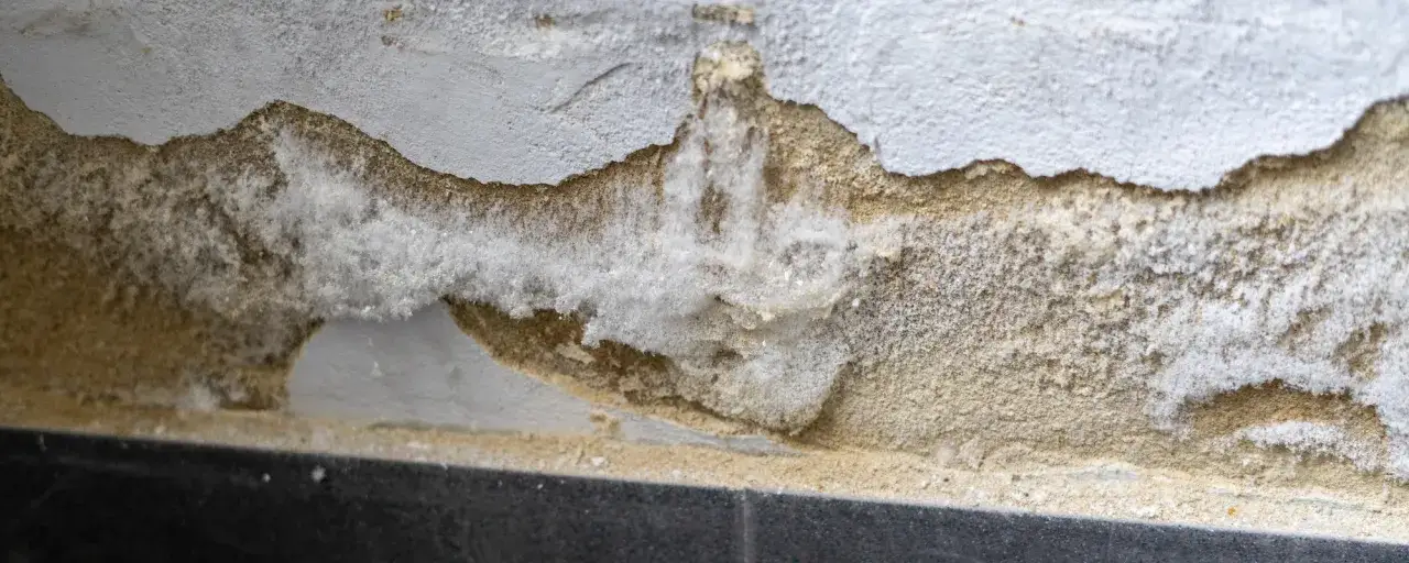 Abblätternder Putz zeigt weiße Salpeterablagerungen. Die Wand muss behandelt werden, bevor man sie streichen kann.