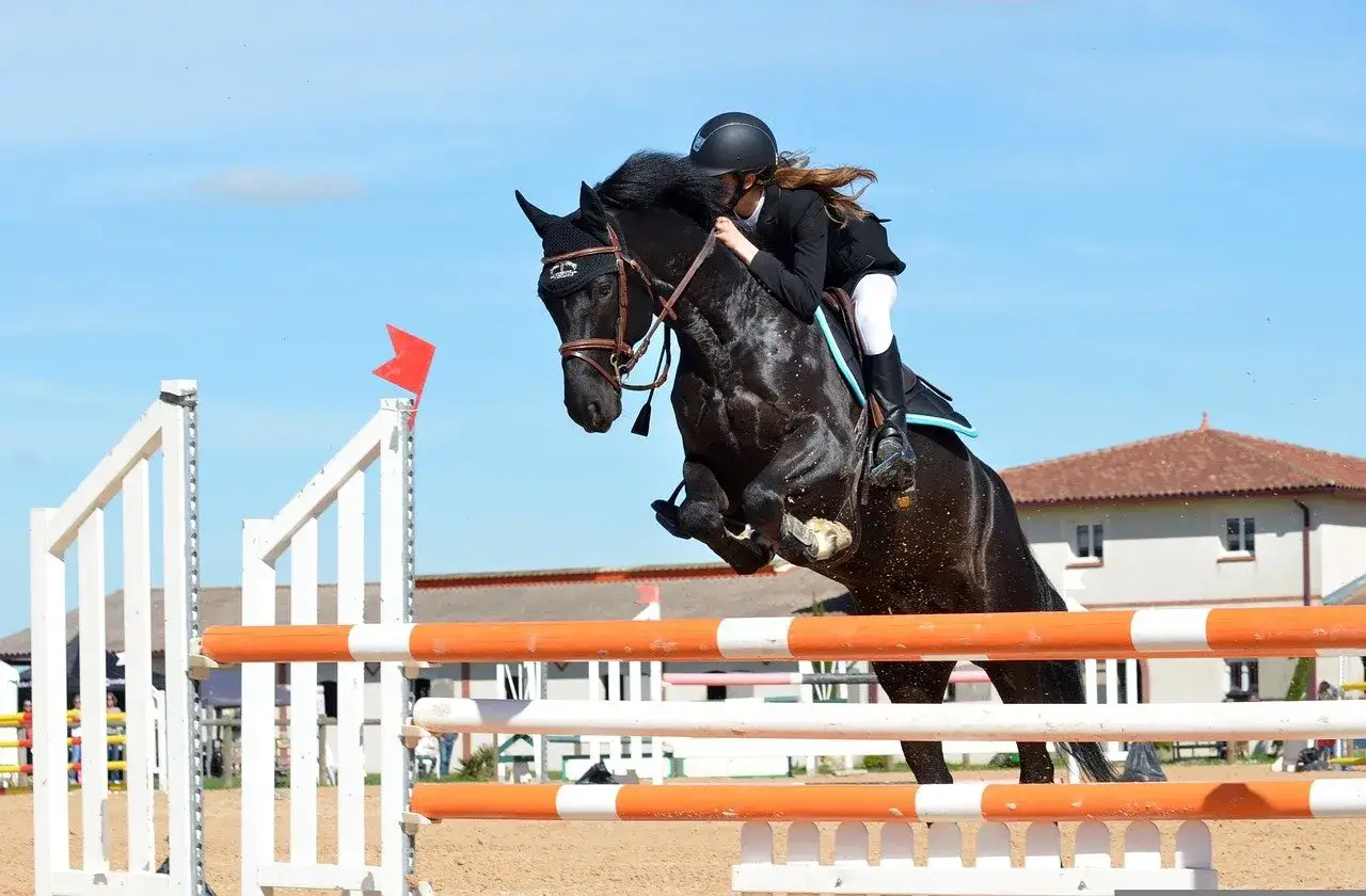 Une cavali&egrave;re et son cheval noir sautent un obstacle lors d'une comp&eacute;tition, visant la victoire &agrave; la **equestrian cup**.