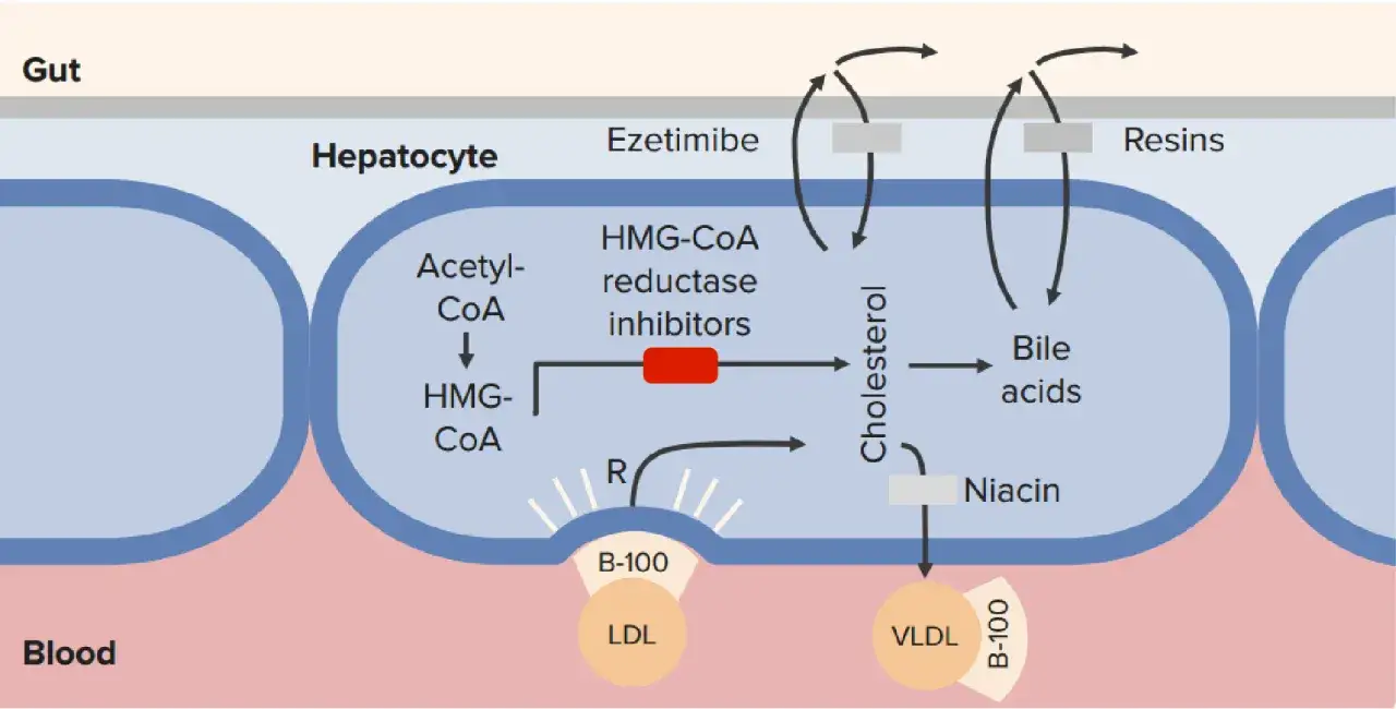Schema zeigt, wie HMG-CoA-Reduktase-Inhibitoren, wie Pravastatin, die Cholesterinsynthese in Hepatozyten hemmen.