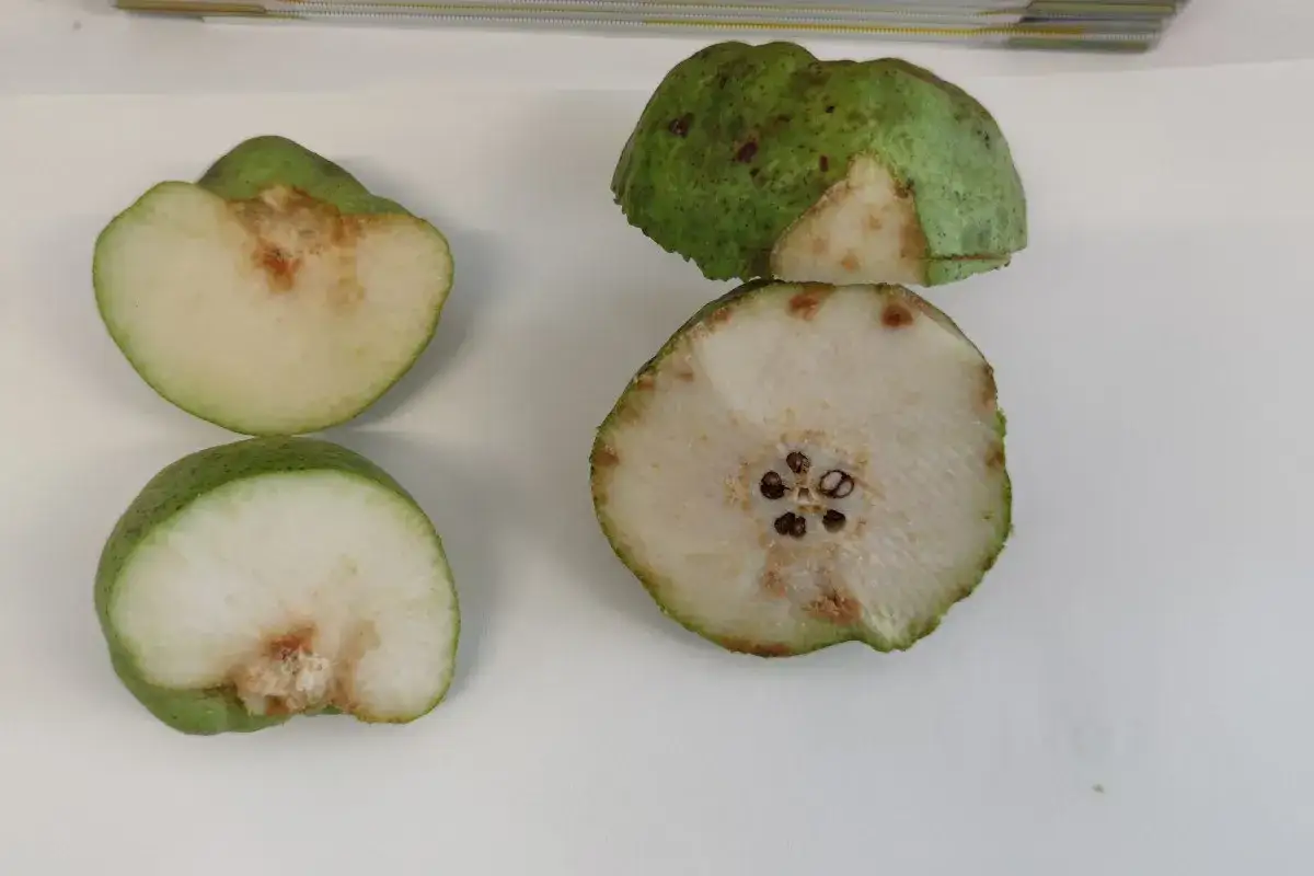 Mele tagliate a met&agrave; mostrano danni da cimice asiatica. Si cercano rimedi efficaci per combattere questo insetto.