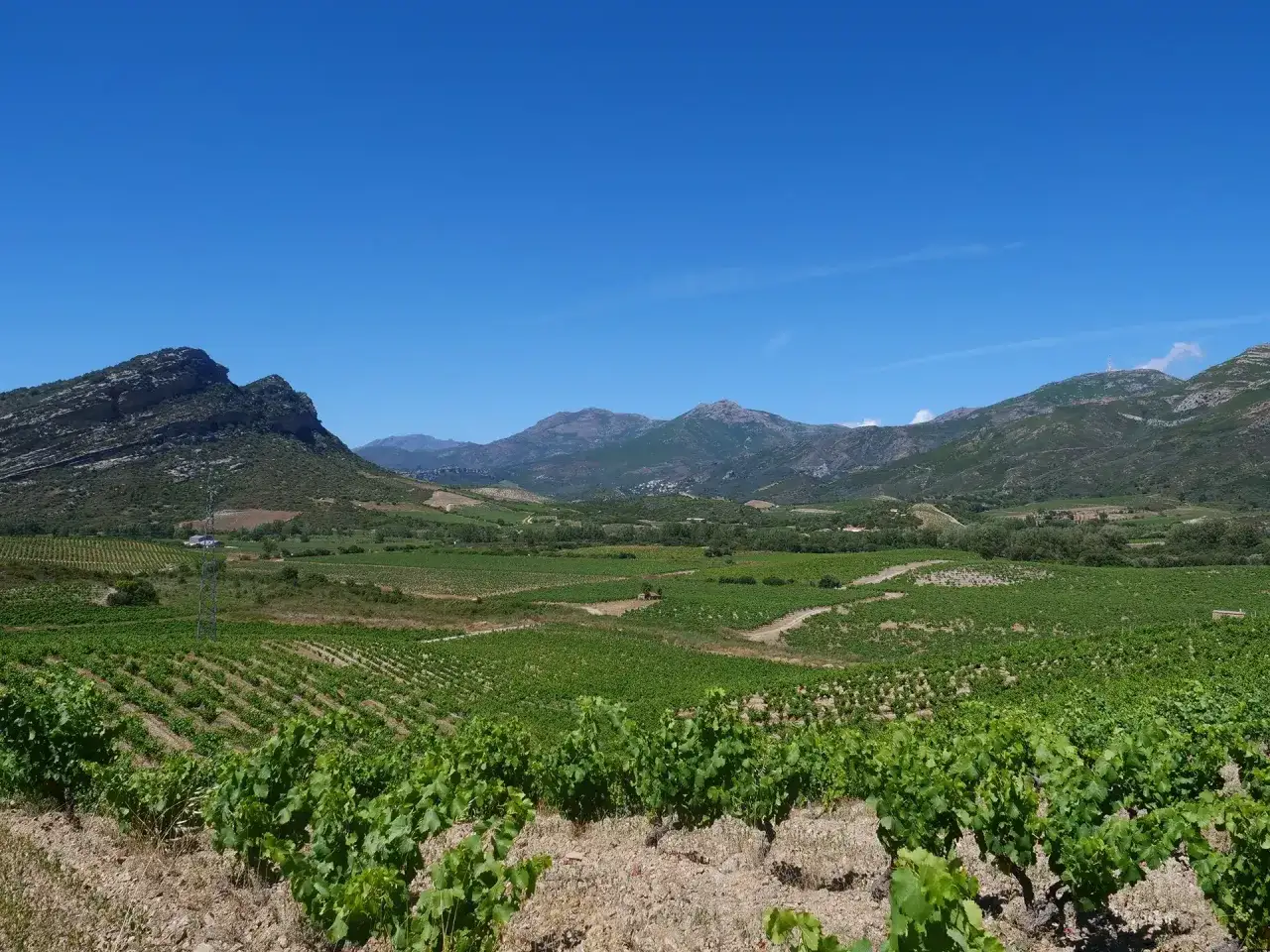 Vastes vignobles verdoyants s'étendant à perte de vue, sous un ciel bleu azur, au cœur du domaine Leccia. Montagnes majestueuses en arrière-plan.