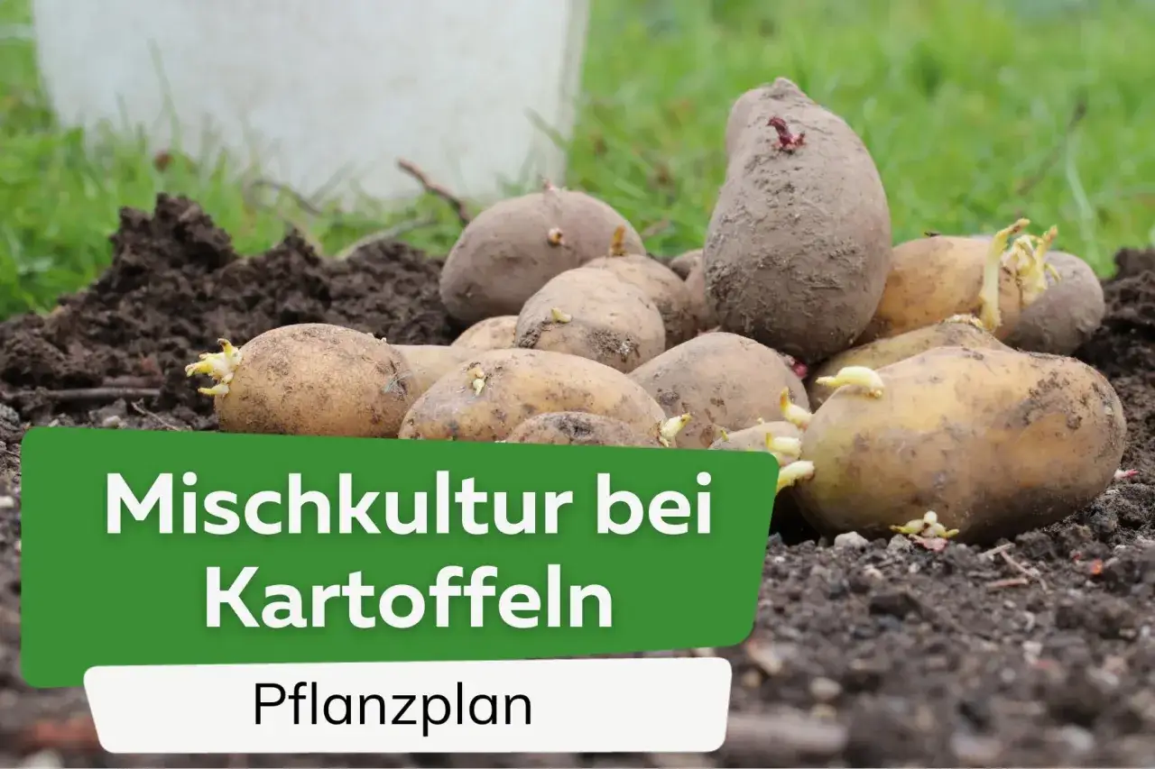 Keimende Kartoffeln liegen bereit zum Pflanzen. Mischkultur bei Kartoffeln ist eine gute Nachbarschaft f&uuml;r gesunde Ernte.