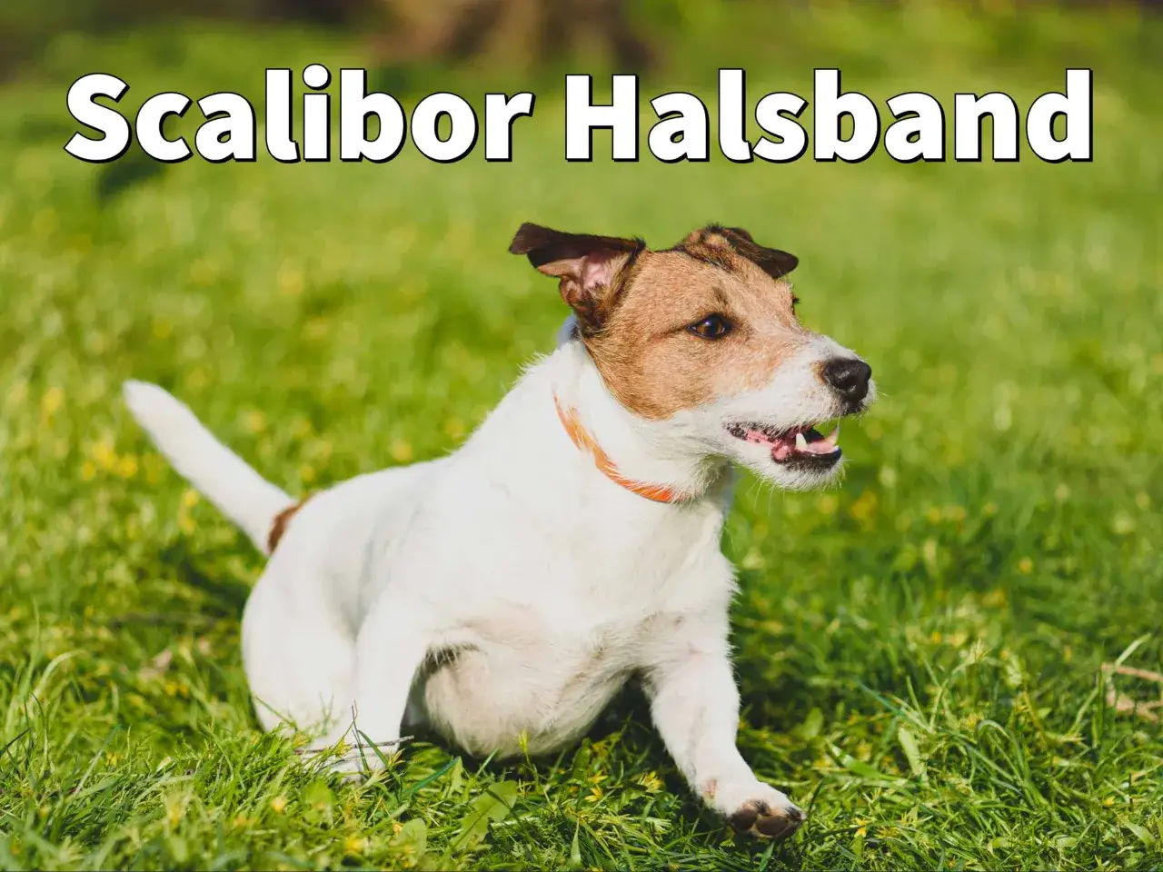 Ein Jack Russell Terrier mit Scalibor Halsband im Gras. Informieren Sie sich &uuml;ber Scalibor Halsband Nebenwirkungen, bevor Sie es verwenden.