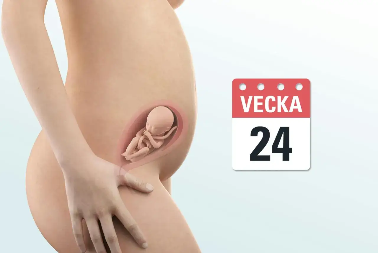 Gravidmage med foster. Kalender visar vecka 24.
