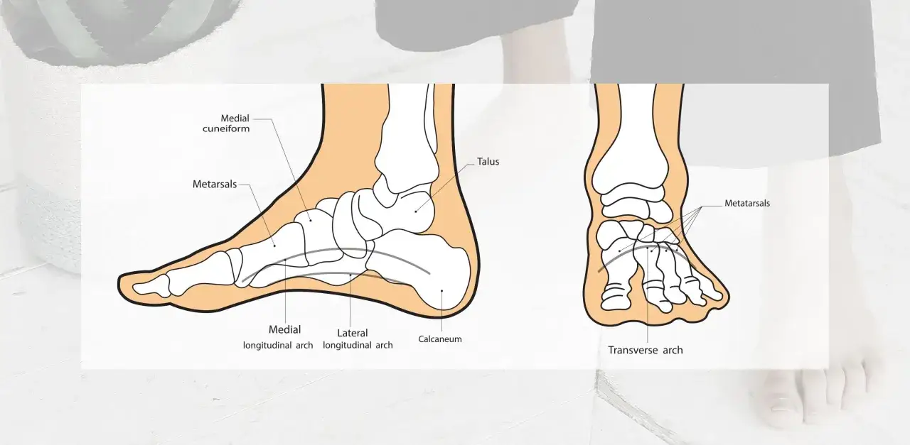 Anatomia stopy z zaznaczonym ścięgnem piszczelowym tylnym, łukami stopy i kośćmi.