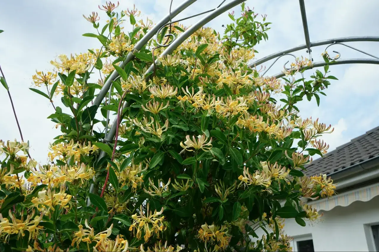 En frodig kaprifol pergola med gulvita blommor som klättrar på en båge.