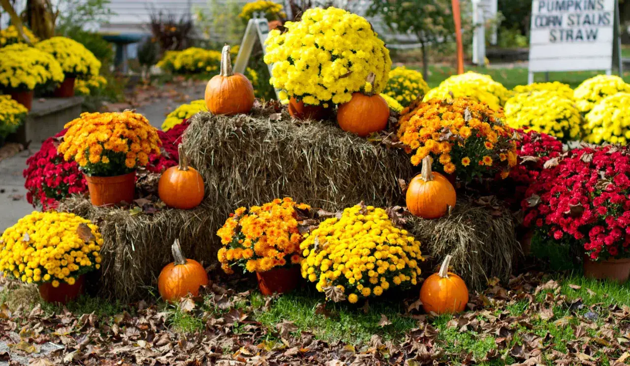 Crisantemo cuidados: flores de oto&ntilde;o en macetas, calabazas y fardos de heno crean una escena festiva.