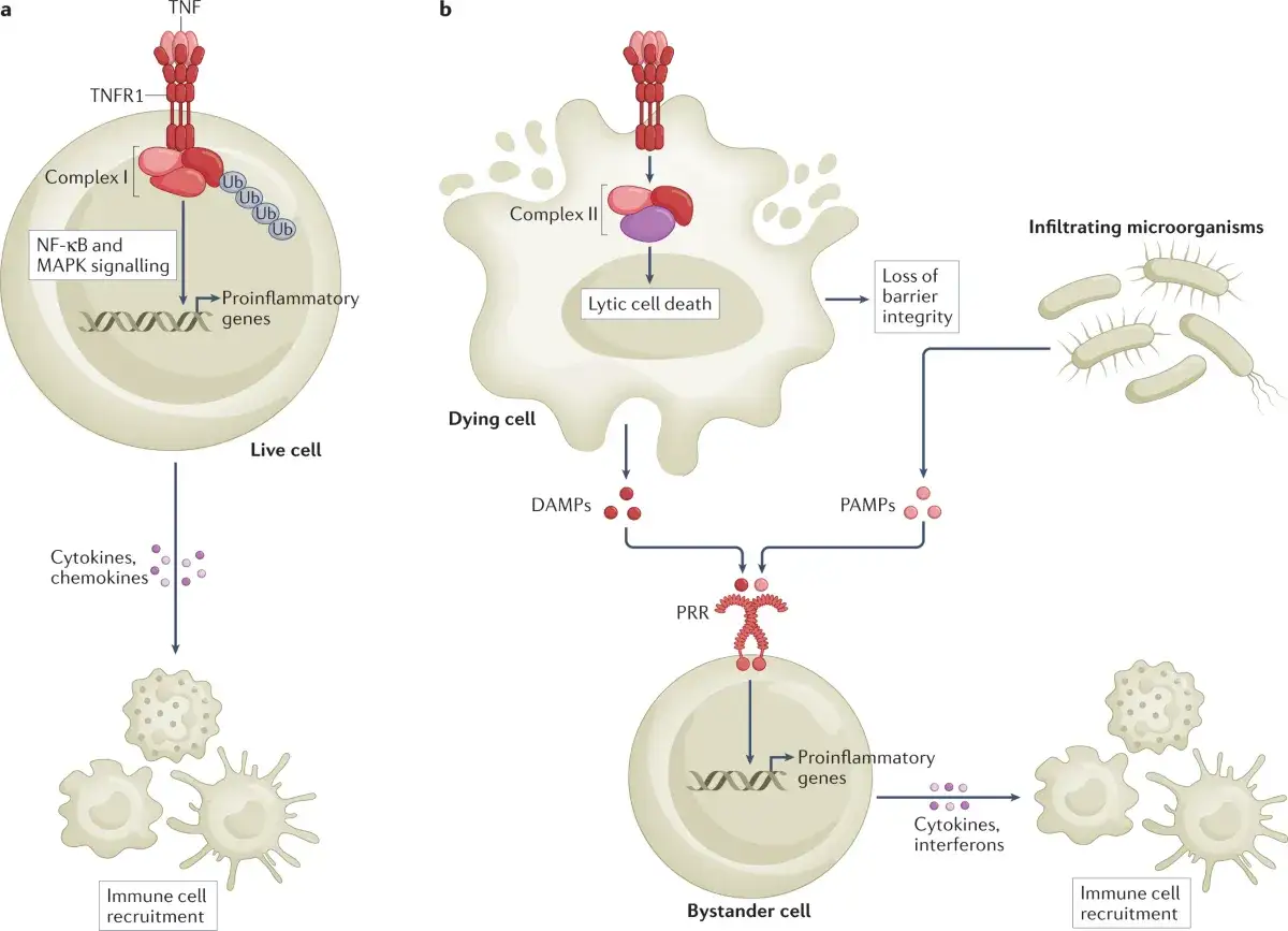 Il TNF alfa attiva la cellula viva tramite TNFR1, inducendo segnali infiammatori. La cellula morente rilascia DAMPs e PAMPs che attivano cellule vicine, reclutando cellule immunitarie.