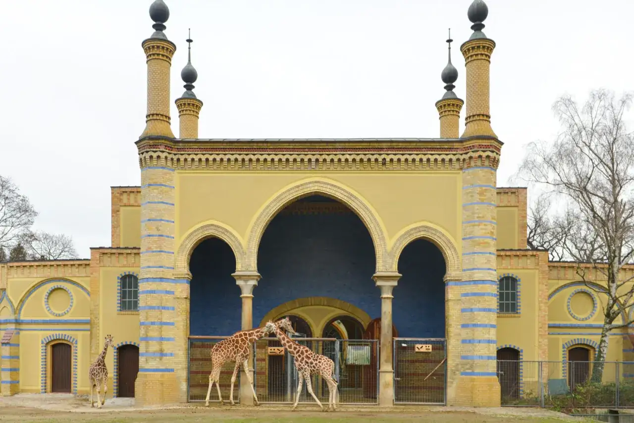 Giraffer vid en exotisk byggnad i Berlin. En turist njuter av synen av dessa majestätiska djur.