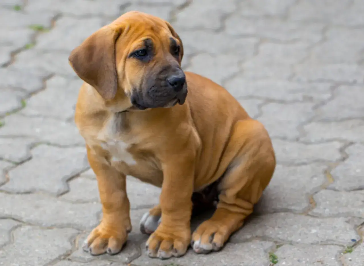Ein junger Boerboel mit braunem Fell und dunkler Maske sitzt auf einem gepflasterten Weg. Sein Charakter zeigt sich schon jetzt in seiner aufmerksamen Haltung.