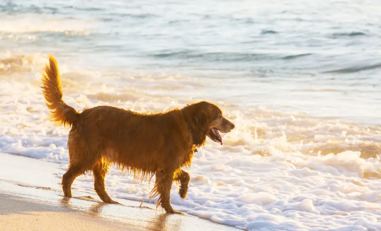 Un chien brun profite de la plage autorisée aux chiens 44, marchant dans les vagues au coucher du soleil.