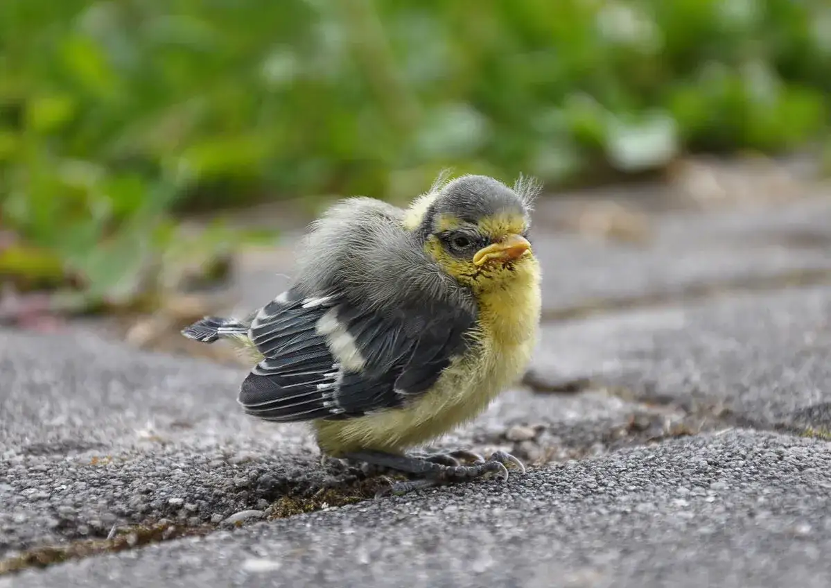 Ein niedlicher Dohle Jungvogel mit gelbem Schnabel und flauschigem Gefieder sitzt auf einem Weg.