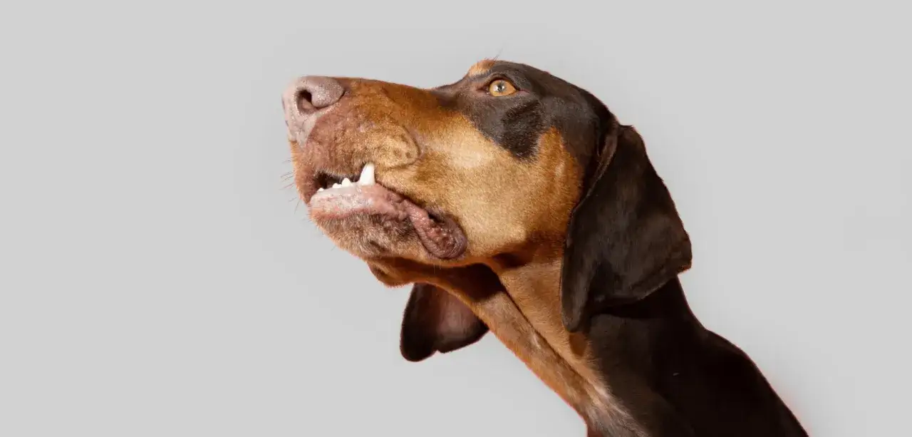 Profil d'un chien brun et noir, la gueule ouverte, montrant ses dents. On dirait un chien qui claque des dents, peut-être en attendant une friandise.