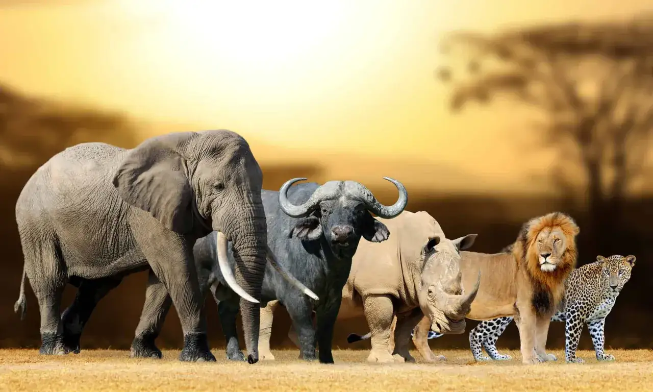 Die **Big Five Afrika** vereint: Elefant, B&uuml;ffel, Nashorn, L&ouml;we und Leopard stehen nebeneinander vor einer afrikanischen Savanne im Sonnenuntergang.