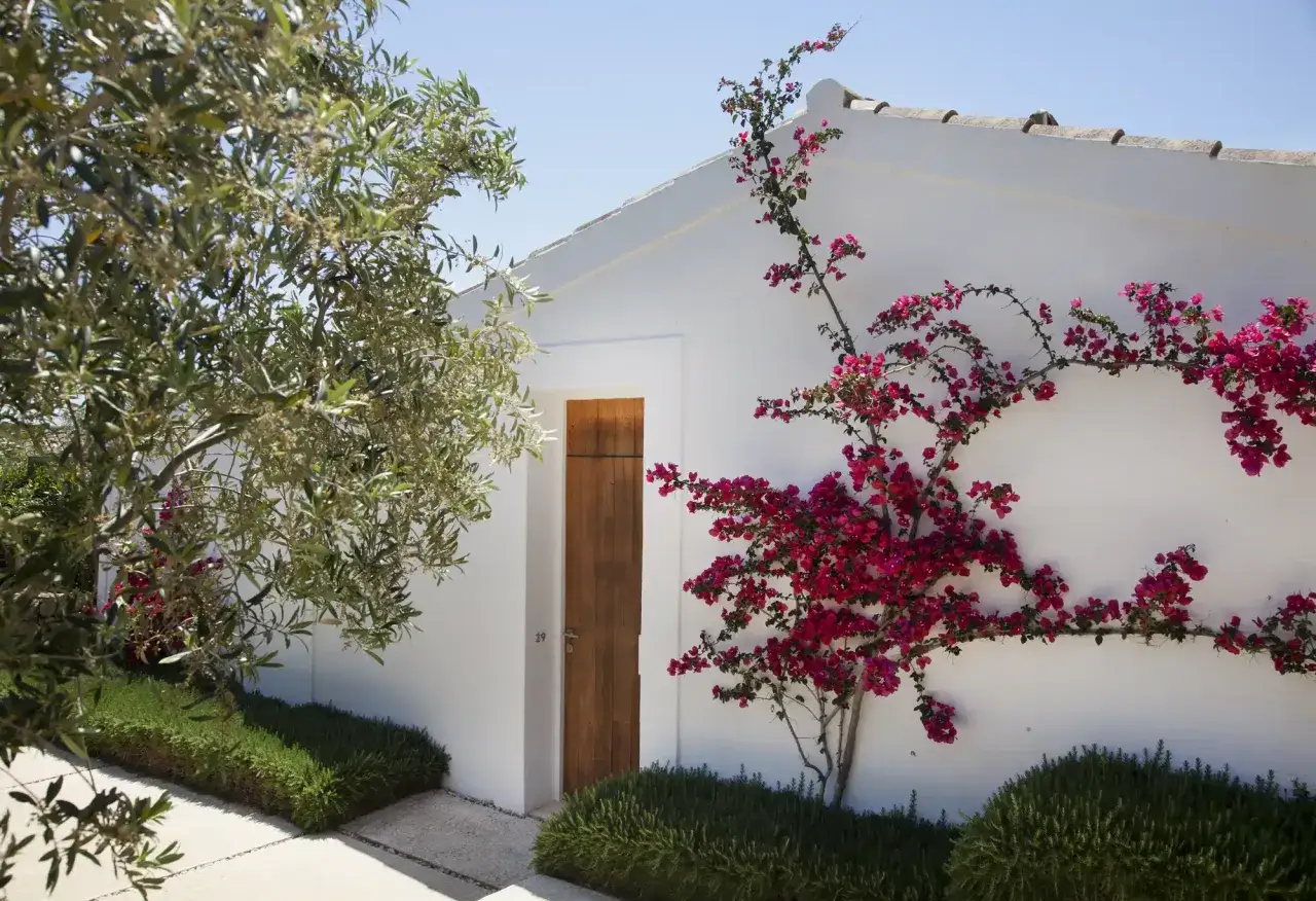 Una pared blanca con una puerta de madera y vibrantes plantas trepadoras resistentes de exterior, adornada con flores fucsias y follaje verde.