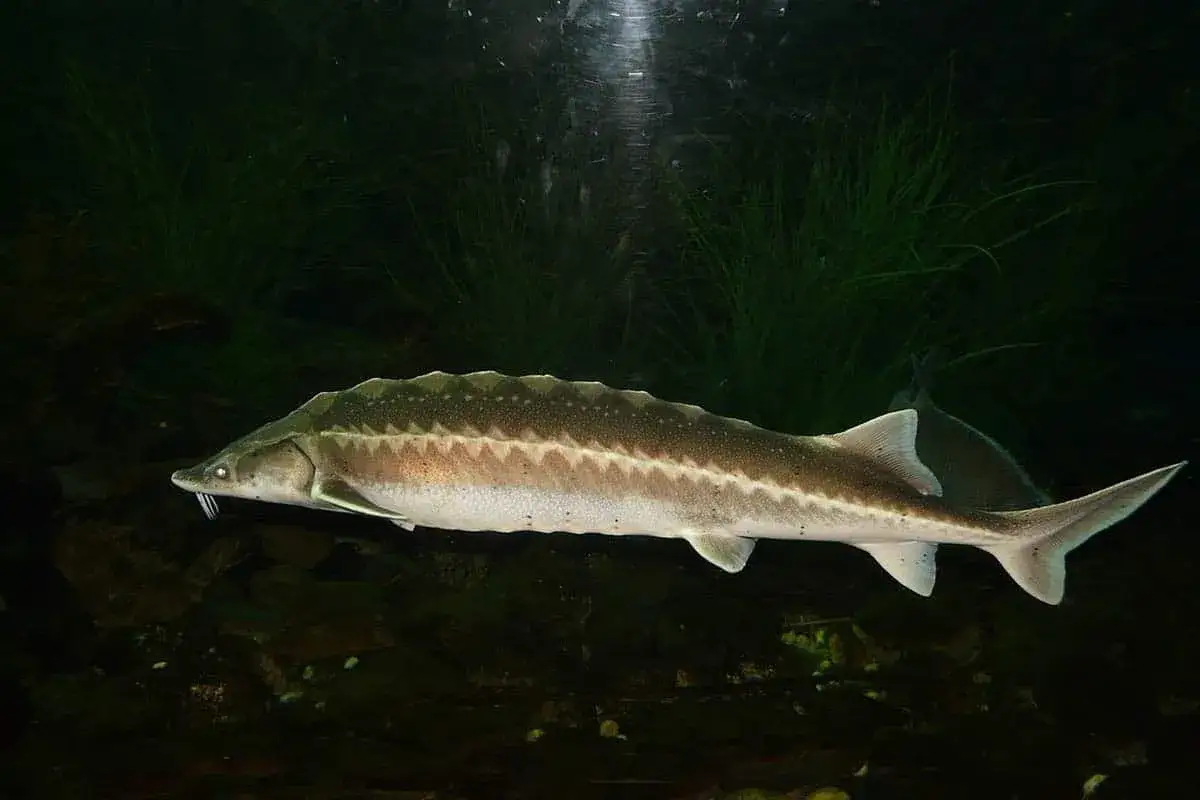Un esturgeon, avec ses barbillons caractéristiques, nage paisiblement dans un bassin sombre, entouré de végétation aquatique.