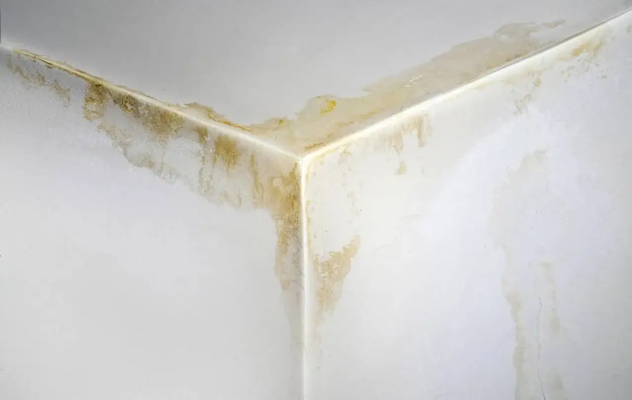 Angolo di un muro con evidenti macchie di umidità e muffa gialla che cola, segno di infiltrazioni.