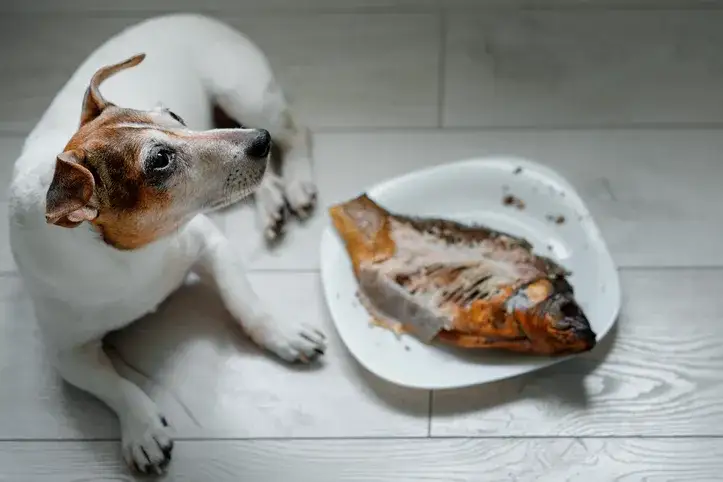 Pies jedzący rybę lub miska z gotowaną rybą dla psa