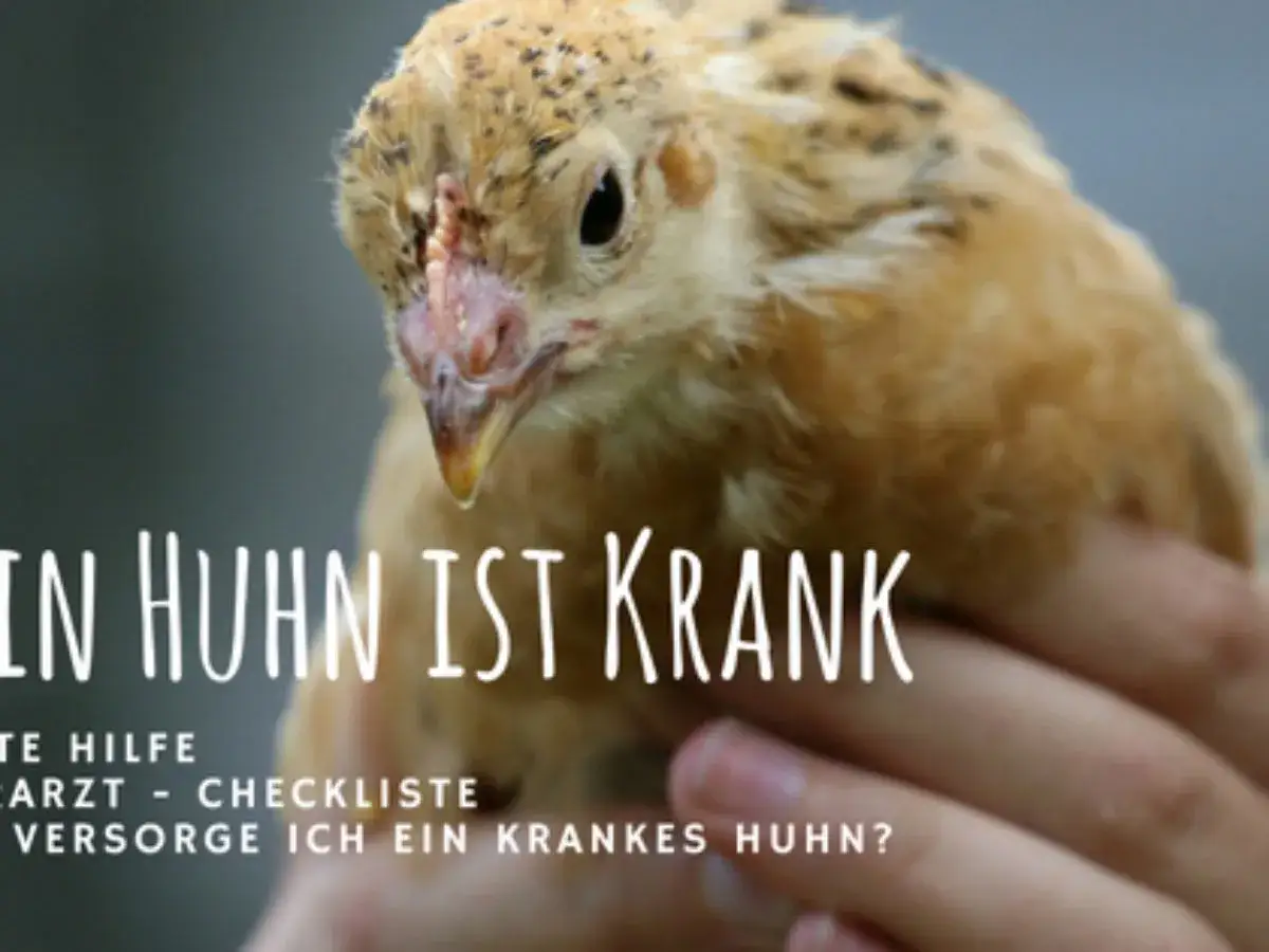 Ein krankes Huhn liegt in einer Hand. Der Text im Bild fragt: