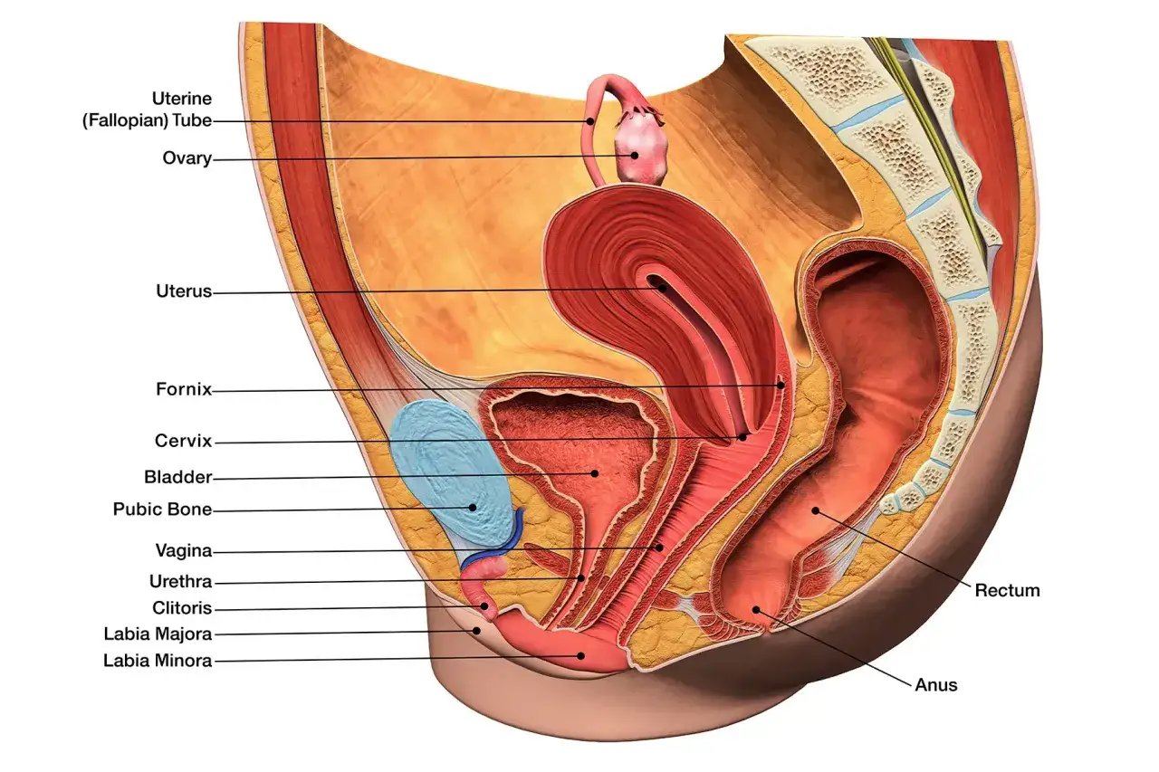 Anatomia kobieca: budowa pochwy, macicy, jajników, pęcherza i cewki moczowej. Widok przekroju miednicy.