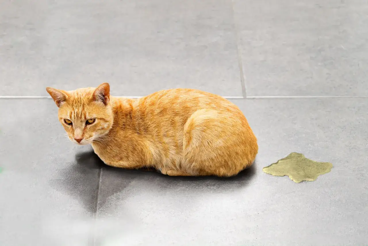 Un chat roux semble souffrant à côté d'une flaque d'urine, possiblement un signe d'infection urinaire chez le chat, symptômes à surveiller.