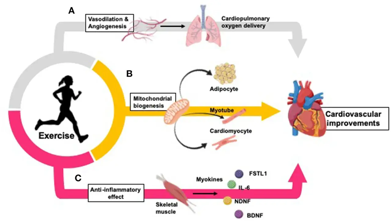 Schema zeigt, wie aerobes Training durch Vasodilatation, Angiogenese, mitochondriale Biogenese und entzündungshemmende Effekte zu Herz-Kreislauf-Verbesserungen führt.
