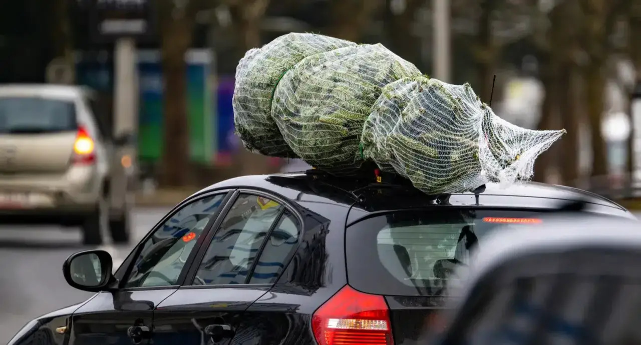Ein schwarzes Auto transportiert mehrere Weihnachtsb&auml;ume auf dem Dach. Die B&auml;ume sind in Netze verpackt, die Ladung nach hinten gerichtet.