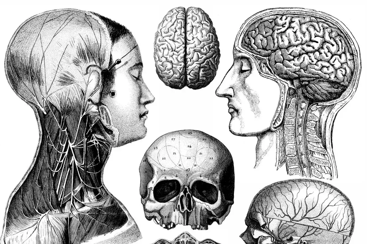 Ilustracje anatomiczne: przekrój głowy, mózg, czaszka i sieć nerwów. Wyobraź sobie, że to przygotowania do przeszczepu mózgu.