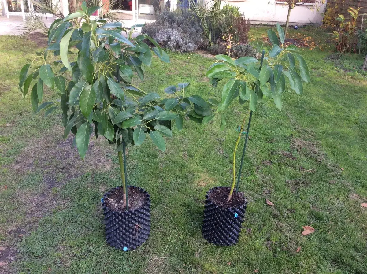 Deux jeunes plants d'avocatier tropical, prêts à prospérer dans leurs pots alvéolés, sur une pelouse verdoyante.