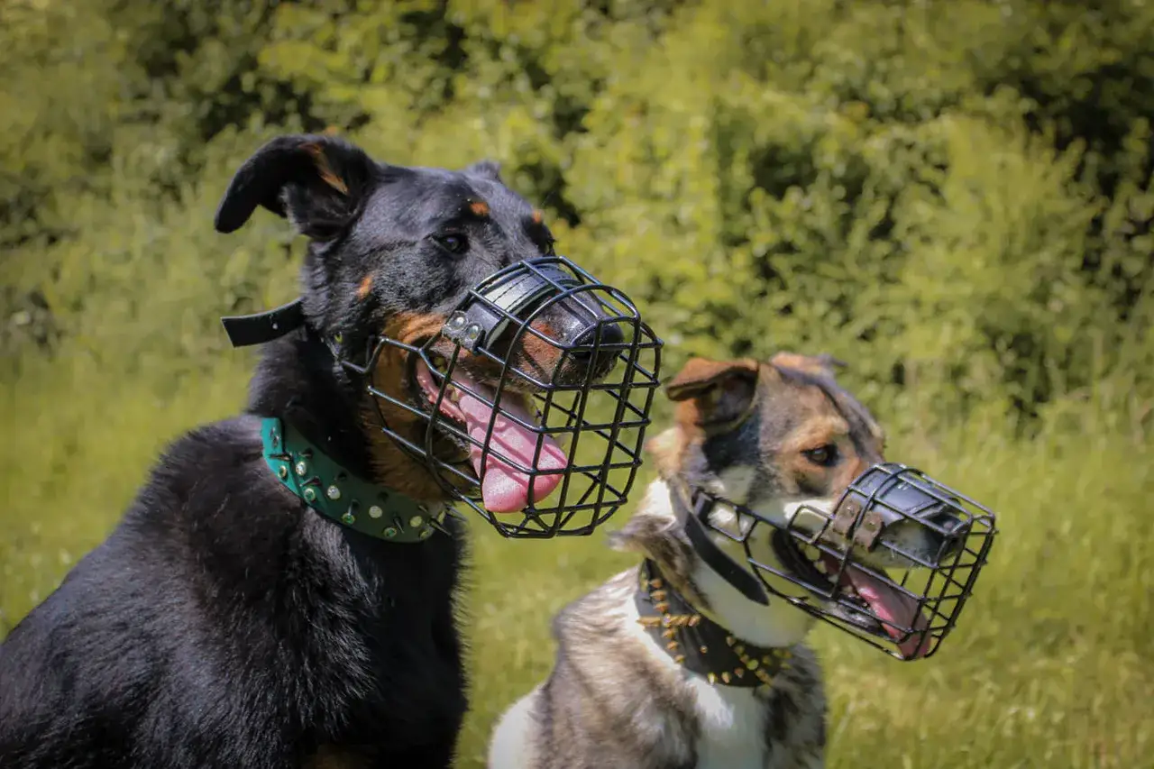 Deux chiens portent des museli&egrave;res en cage. Apprendre comment mettre une museli&egrave;re est essentiel pour la s&eacute;curit&eacute;.