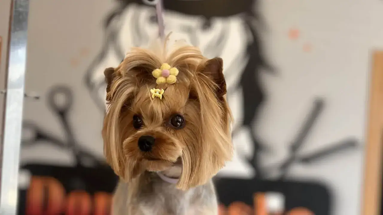 Uroczy yorkshire terrier z ż&oacute;łtym kwiatkiem i złotą spinką na głowie, gotowy na spacer.