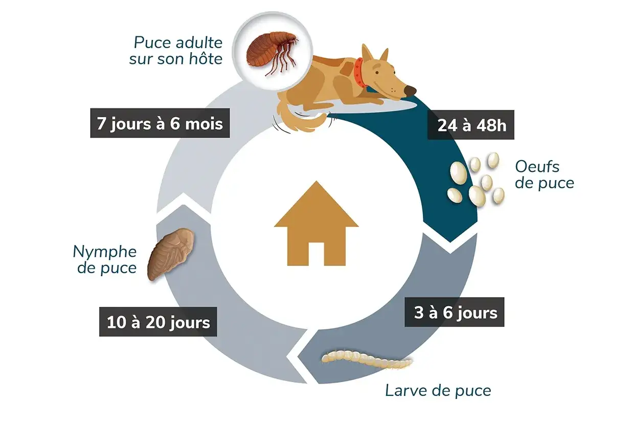 Cycle de vie de la puce : œuf, larve, nymphe, adulte sur un chien. Une solution anti puces naturel est essentielle pour briser ce cycle.