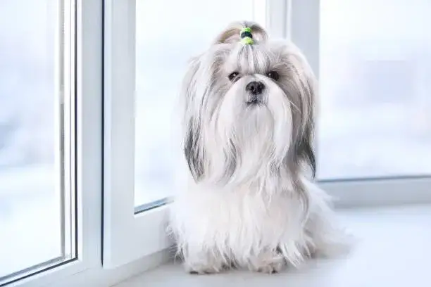 Zadbane Shih Tzu z długimi włosami