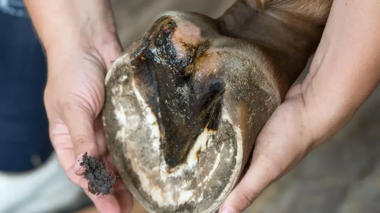 Gros plan d'une fourchette pourrie de cheval au pré, tenue par des mains. Un amas de terre est visible dans une main.
