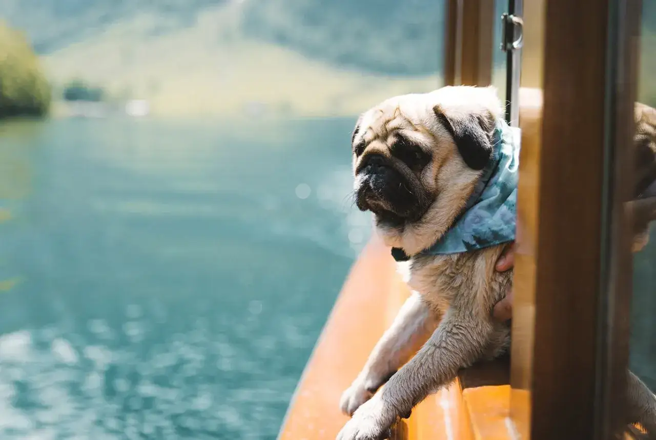 Un pug con un pañuelo mira el agua desde un barco. Su temperamento tranquilo se refleja en su mirada serena mientras disfruta del paseo.