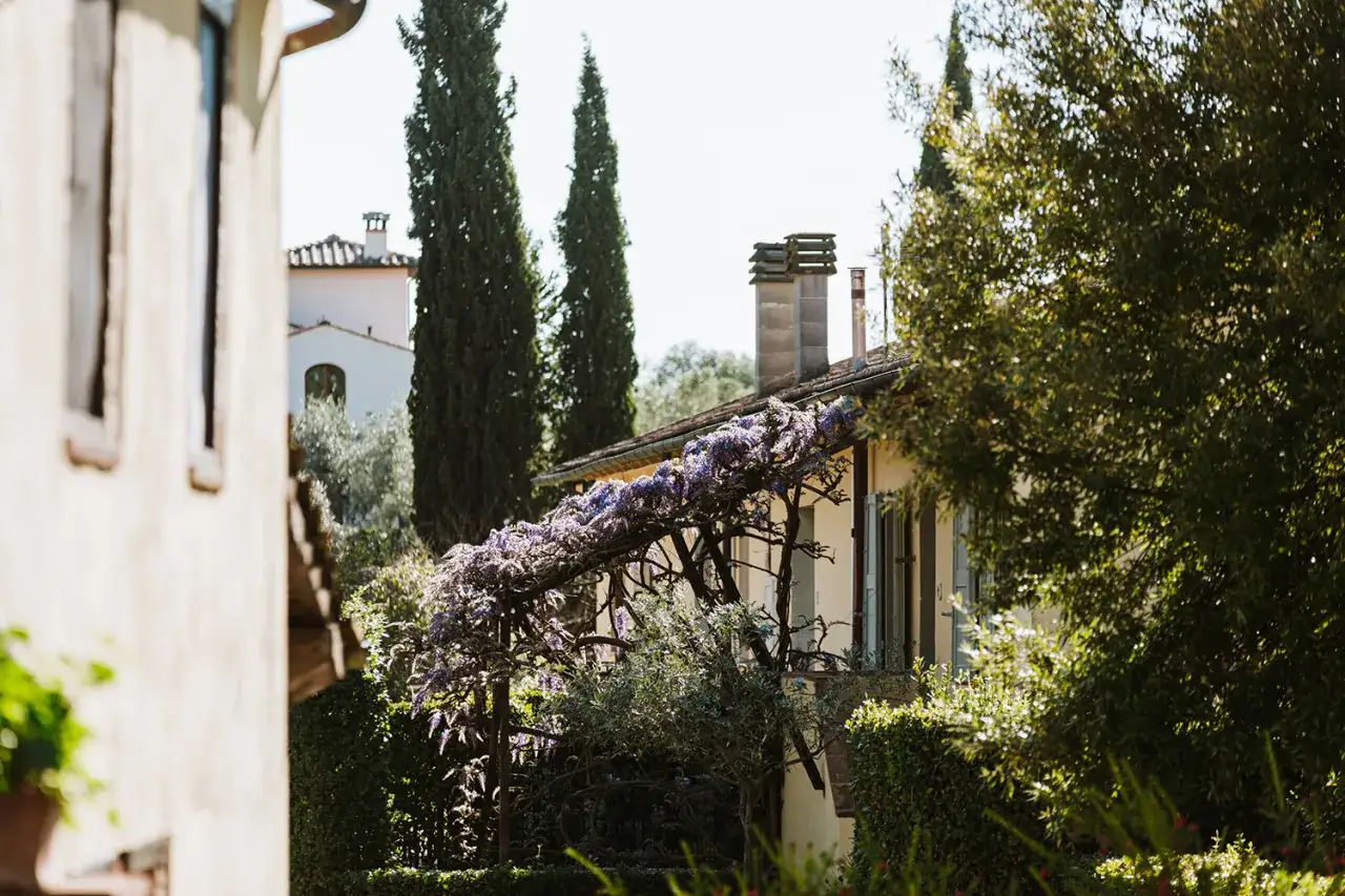 Un pergolato fiorito di glicine viola, un'idea perfetta su dove andare in primavera. Case con cipressi sullo sfondo.