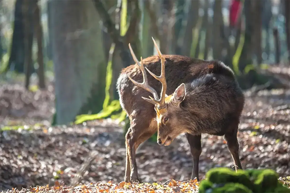 Un cerf majestueux, un des cervid&eacute;s de France, se tient dans une for&ecirc;t baign&eacute;e de soleil. Ses bois imposants se dressent fi&egrave;rement.
