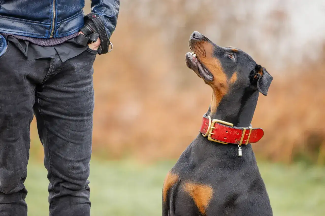 Ein Dobermann mit rotem Halsband blickt aufmerksam zu seinem Besitzer. Sein aufmerksamer Blick spiegelt den loyalen Dobermann Charakter wider.