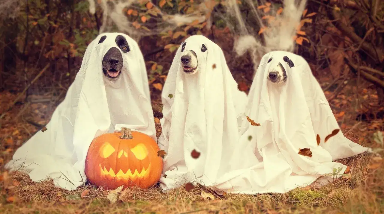 Poprawna pisownia Halloween