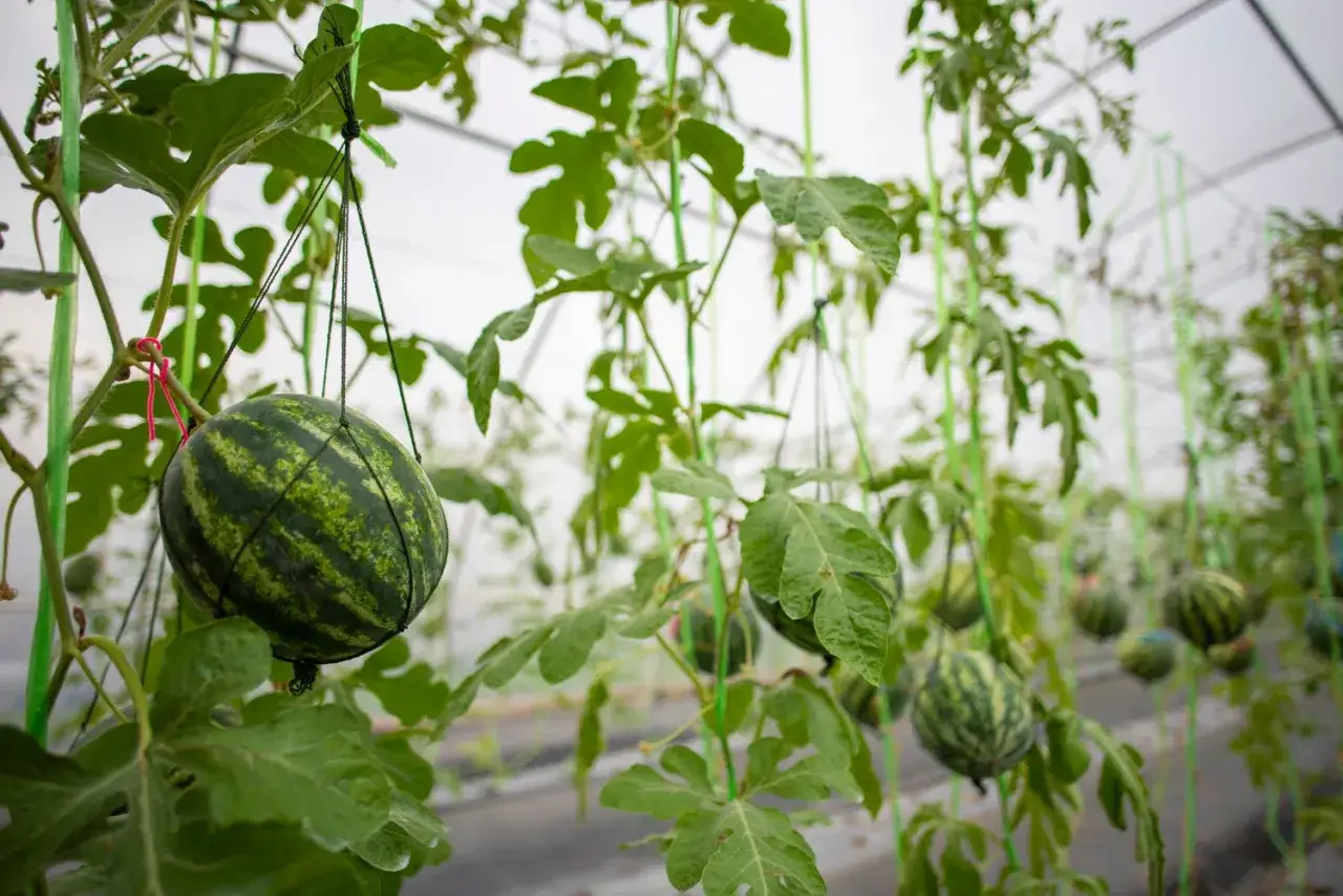 Reife Wassermelonen hängen an Schnüren in einem Gewächshaus. Die Methode des Wassermelone pflanzen ermöglicht es, die Früchte optimal wachsen zu lassen.
